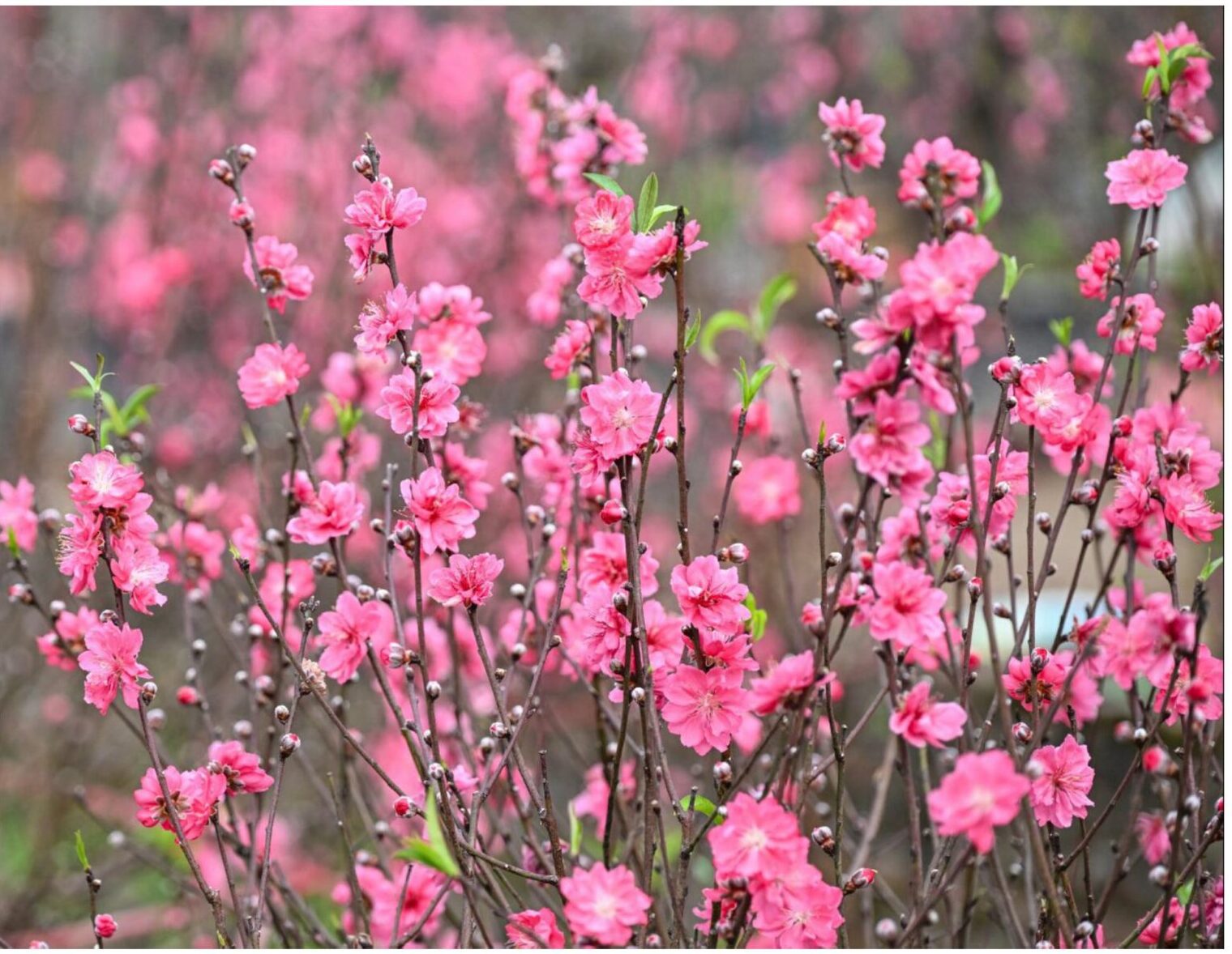 Tết đến xuân về Alaska